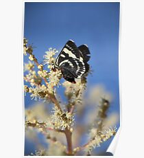 Black and Gold on Blue Poster