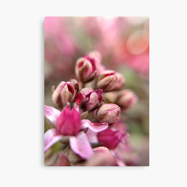 Cluster Buds Canvas Print