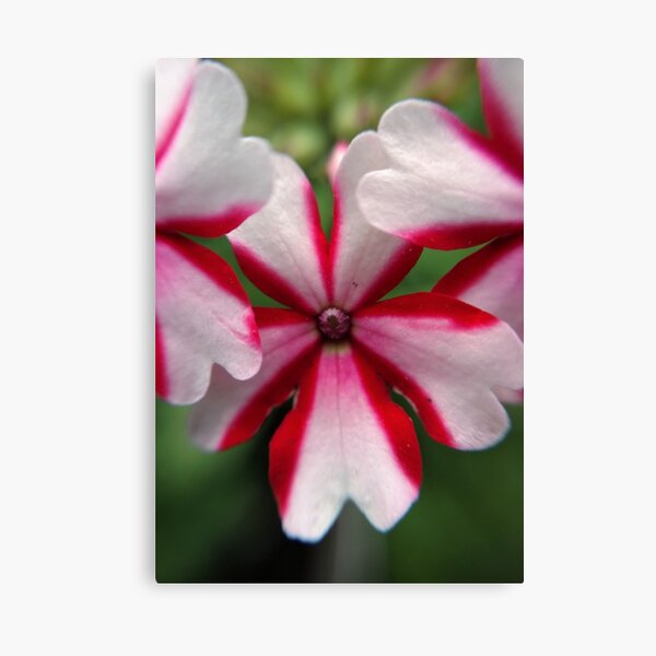 Pink Stripes Canvas Print