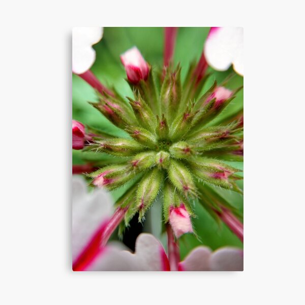 Pink Stripes 2 Canvas Print
