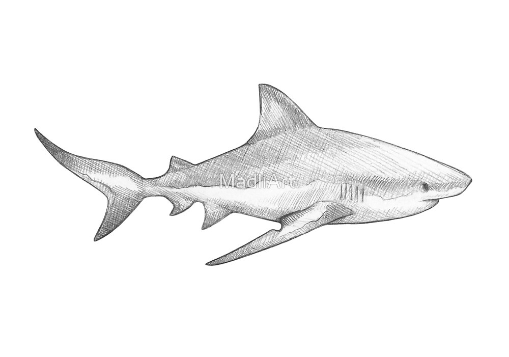 Great White Shark I Monochromatic Pencil Line Sketch Drawing By Madliart By Madliart
