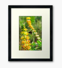 Wild Mountain Honey Framed Print