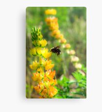 Wild Mountain Honey Metal Print