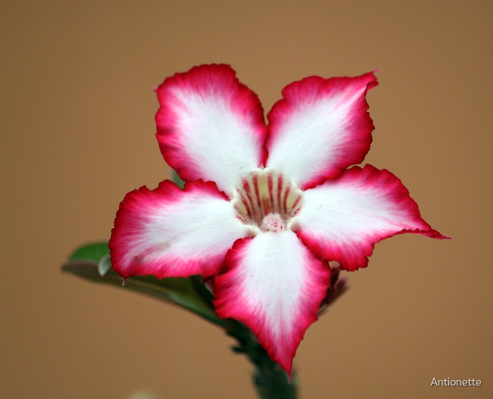"Bushveld star Impala Lily" by Redbubble