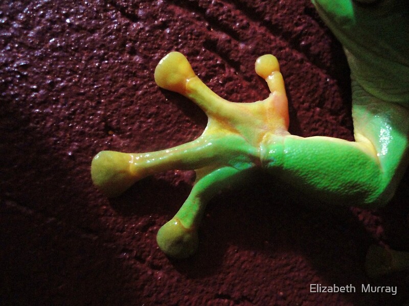 "Frog Paws" by Elizabeth Murray Redbubble