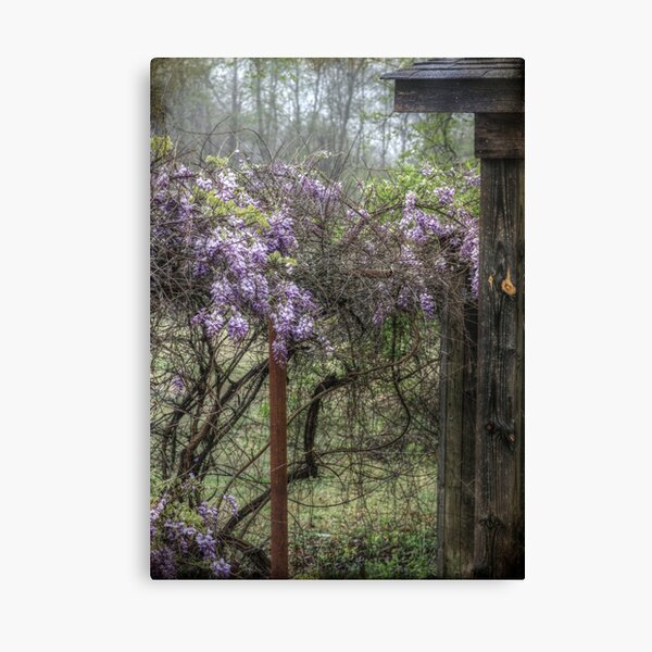 Morning Mist and Wisteria Canvas Print
