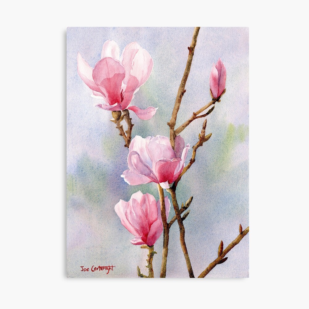 "Pink Magnolias" Canvas Print by Joecart Redbubble