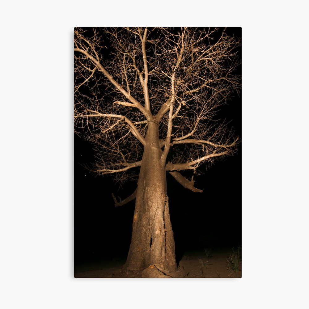 Ancient Giant - Boabab in the Delta Canvas Print
