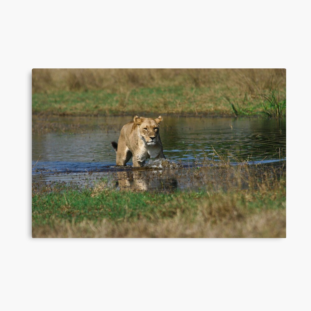 Lioness on the prowl Canvas Print