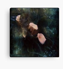 Piggy Ears Canvas Print