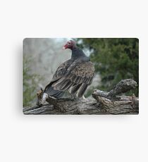 Brown Buzzard -Dale,Texas Canvas Print