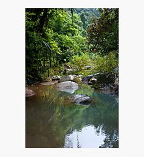 Jungle stepping stones Photographic Print