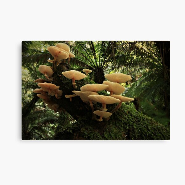 Forest Fungai Canvas Print