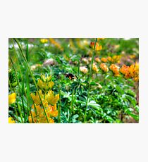 Spring sermon Photographic Print