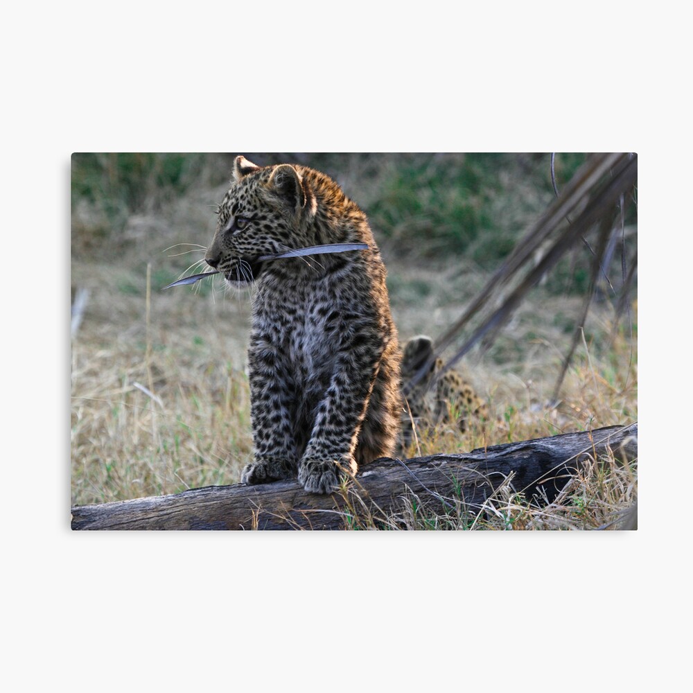 Leopard Cub playing with a piece of bark Canvas Print