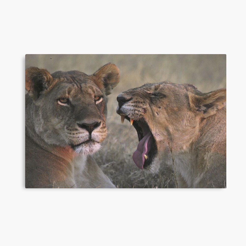 "Can you hear me" ? - Lioness yawning Canvas Print