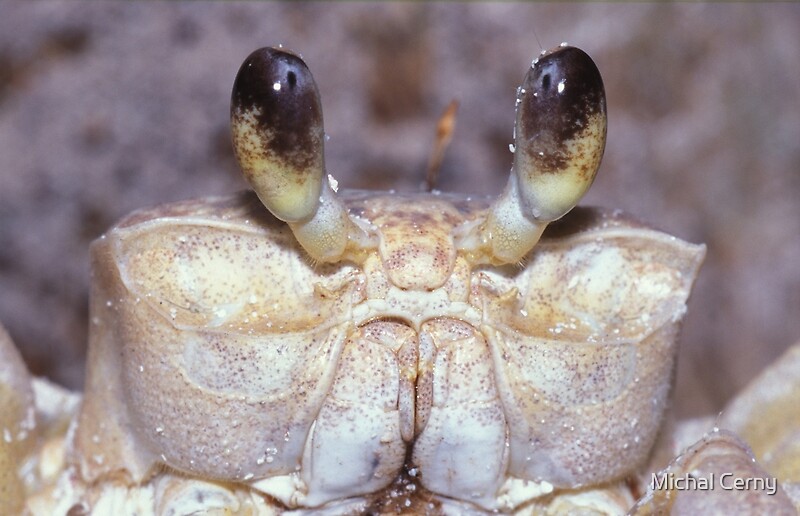 "Eyes of Ghost Crab, Ocypode quadrata, Mexico, Yucatan" by Michal Cerny