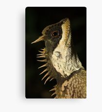 Mountain Horned Dragon, Acanthosaura crucigera, Khao Sok National Park, Thailand Canvas Print