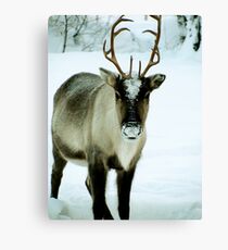 Reindeer in Lapland Canvas Print