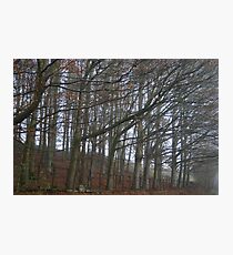 The sleeping trees of Winter Photographic Print