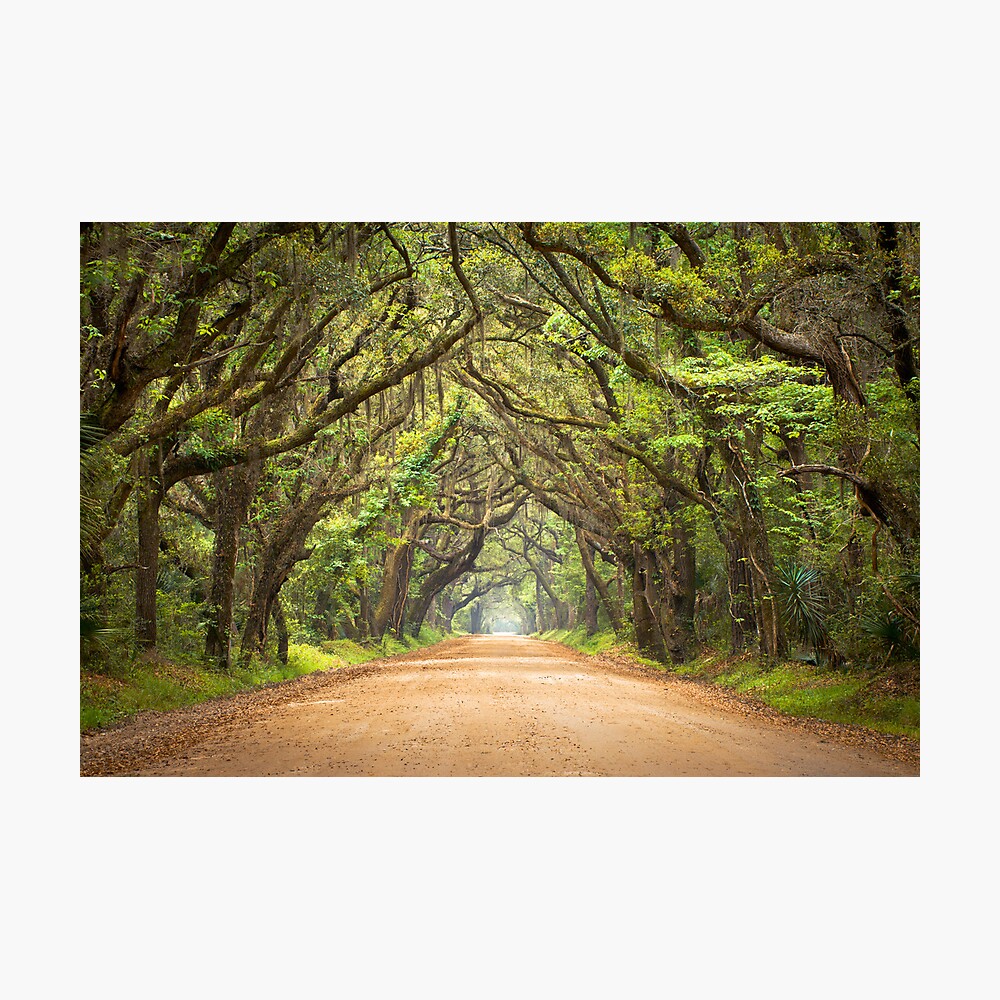 "Botany Bay Road Edisto Island, SC" Photographic Print by