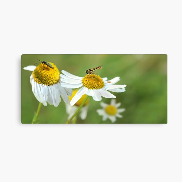 Insect Zoo Canvas Print