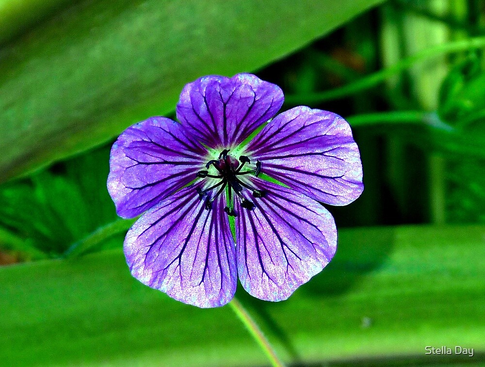 purple-veins-purple-veins-by-stella-johnson-redbubble