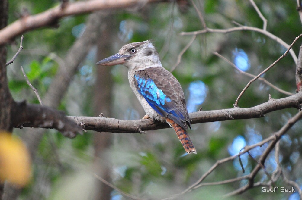 female blue winged kookaburra