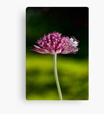 Baby Canvas Print