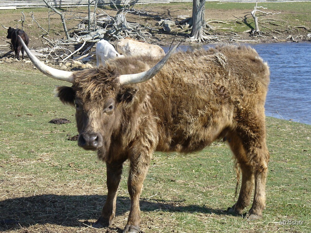 "Longhorn Scottish Highlander Cross" by str8shtr | Redbubble