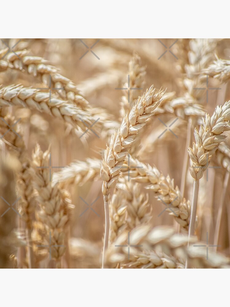 Golden wheat by cnadia