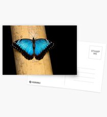 Black'n Blue Postcards
