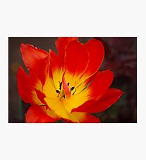 Tulip Photographic Print