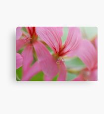 Geranium Metal Print