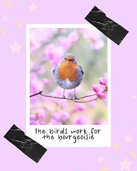 PINK ROBIN BIRD Gloss Poster Print or Greeting Card Vintage Retro Gift Framed