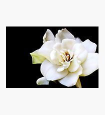 My April Gardenia Photographic Print