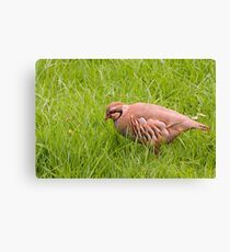 Red Legged Partridge Canvas Print