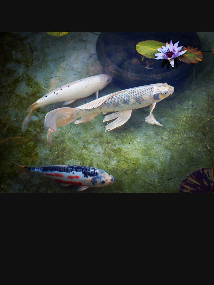 At The Koi Pond... by douglasewelch