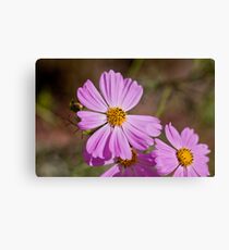 Cosmos flowers Leinwanddruck