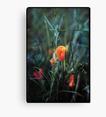 Pops Canvas Print