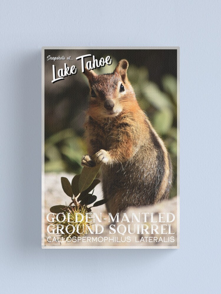 Alternate view of Snapshots of Tahoe: Golden-mantled Ground Squirrel Canvas Print