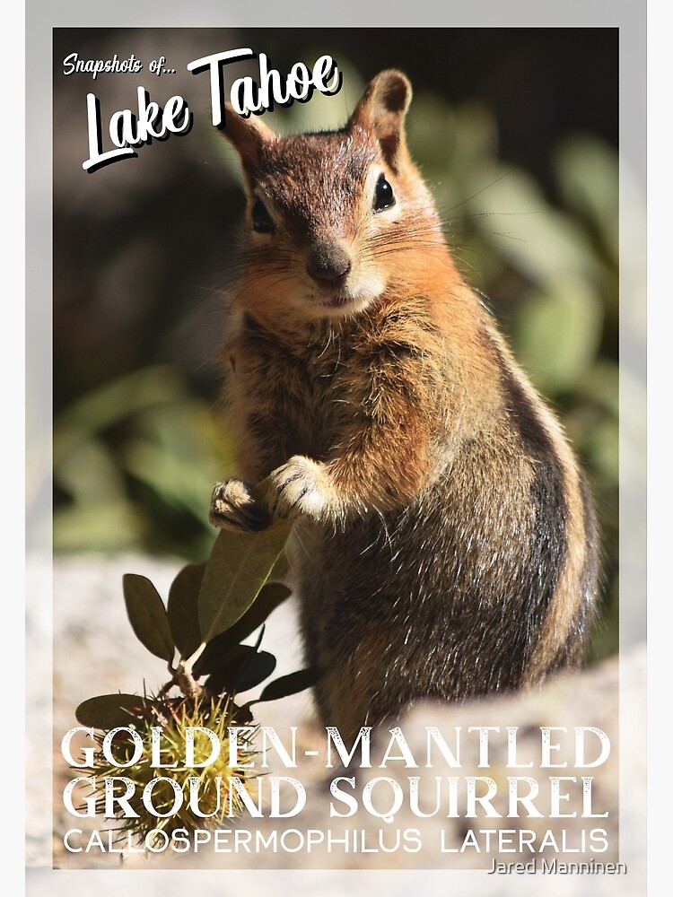 Snapshots of Tahoe: Golden-mantled Ground Squirrel by JaredManninen