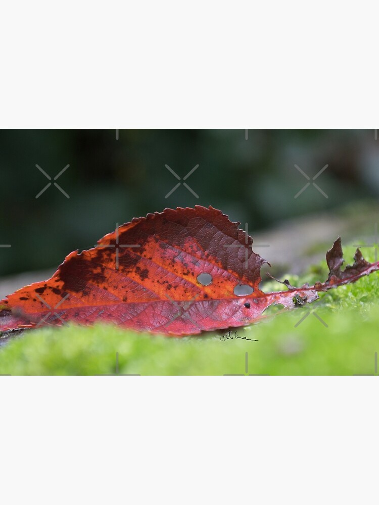 Leaf and moss by cnadia