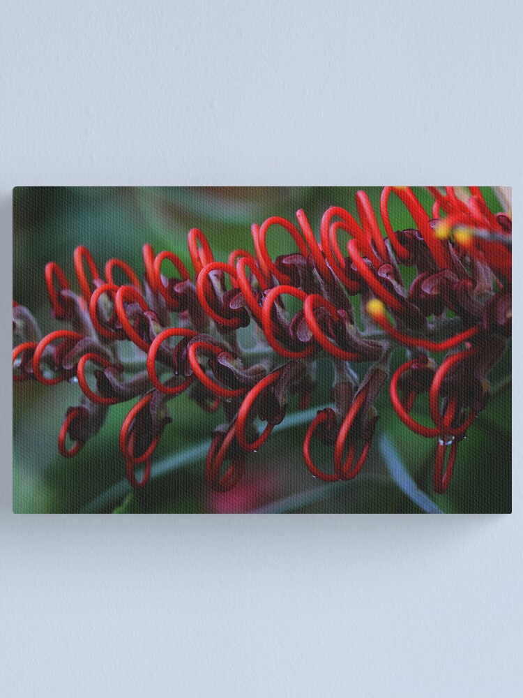 Alternate view of Grevillea blood orange Canvas Print