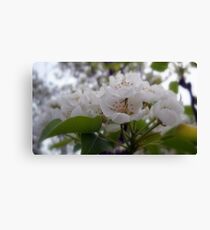 Pear Blossoms Canvas Print