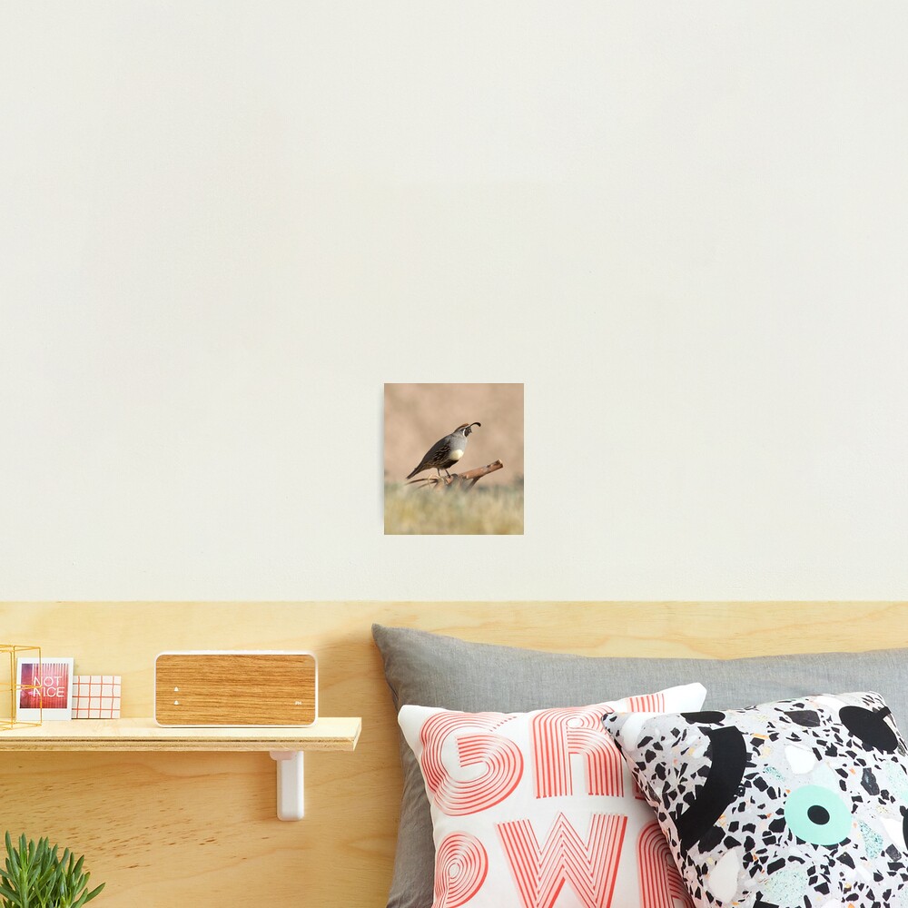 Quail rising Photographic Print