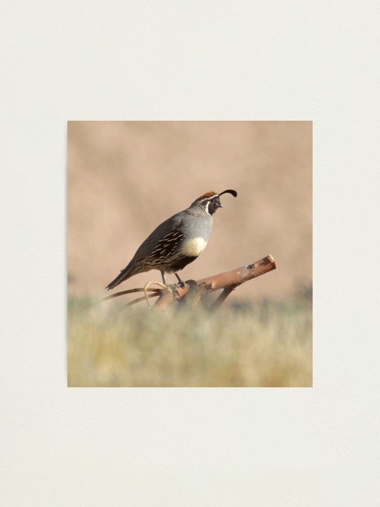 Alternate view of Quail rising Photographic Print