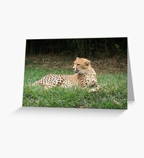 Cheetah VI Greeting Card