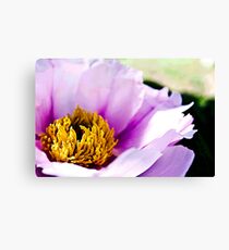 peony flower Canvas Print