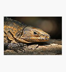 Iguana reptile Photographic Print